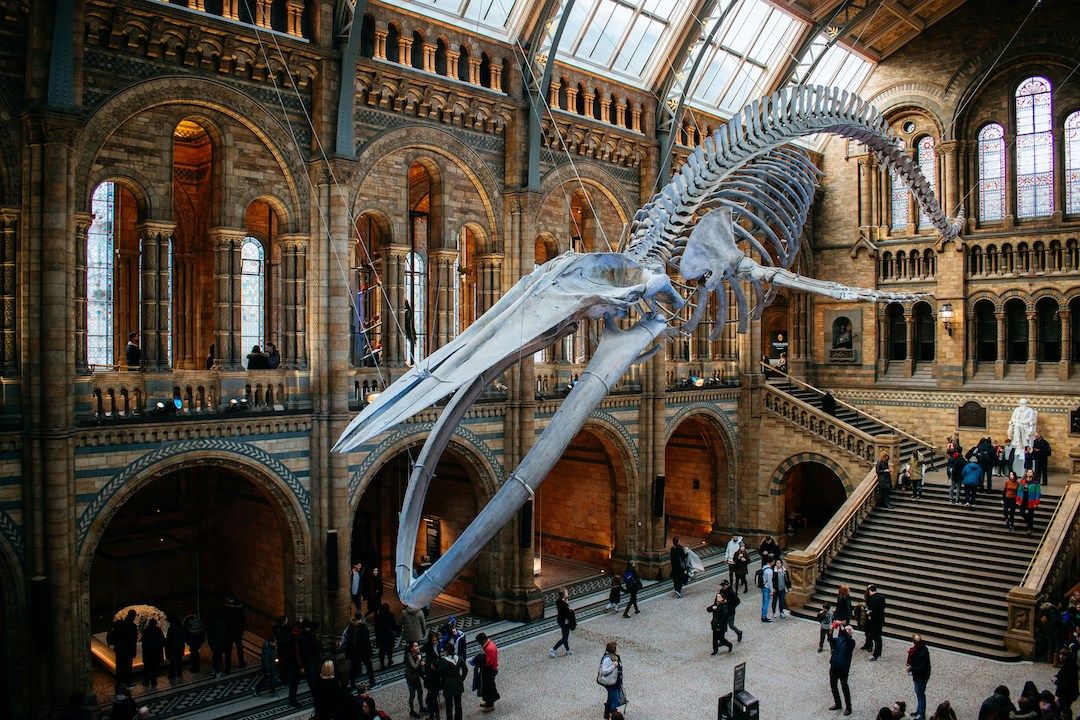 Squelette d'une baleine dans le hall du musée d'Histoire Naturelle à Londres