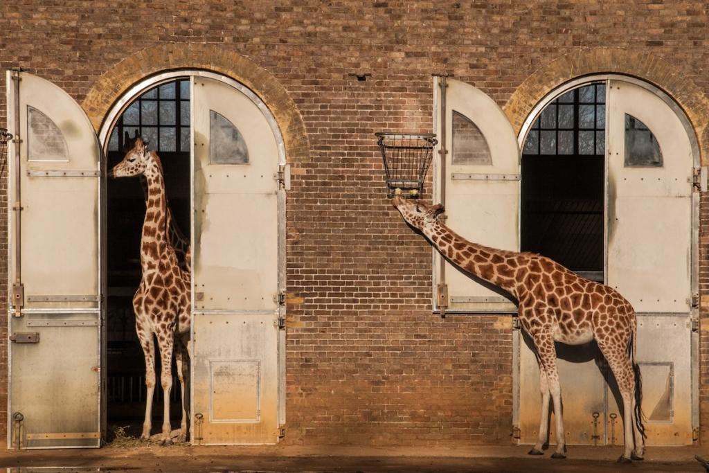 Des girafes dans le zoo de Londres