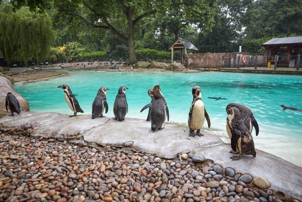 Penguin Beach, le plus grand bassin à pingouins du Royaume-Uni situé au zoo de Londres