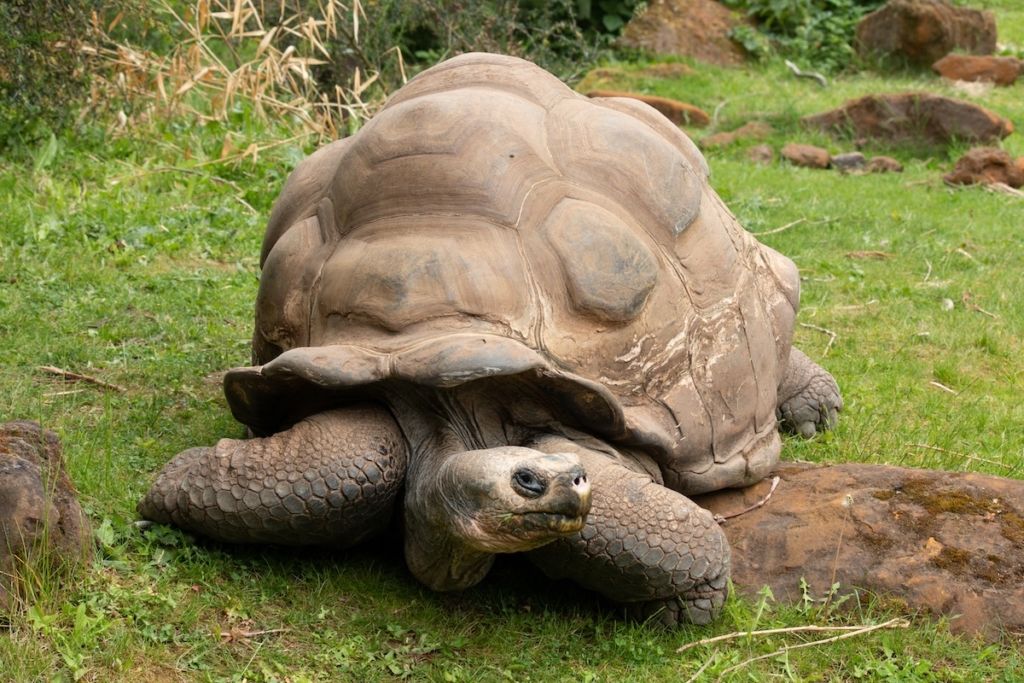 Des tortues géantes visibles dans le zoo de Londres
