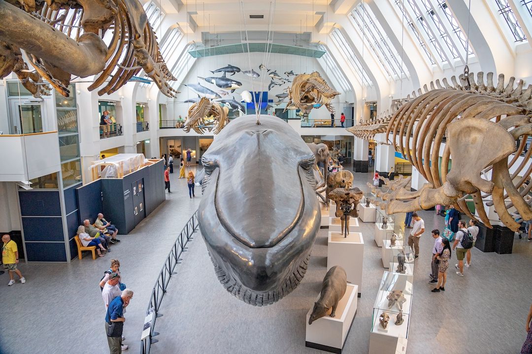 Maquette de baleine et fossiles de mammifères au musée d'Histoire Naturelle de Londres